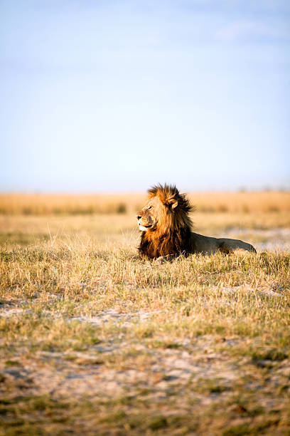 istock Large male lion 508386346