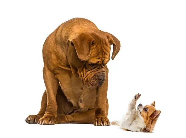 Dogue de Bordeaux sitting and looking at a Chihuahua in front of a white background
