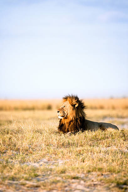 istock Large male lion 508386514