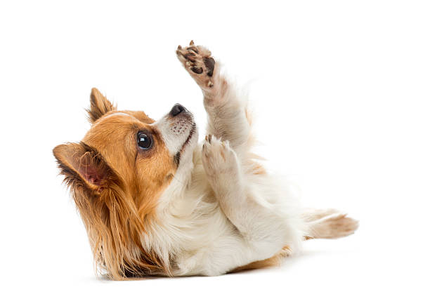 istock Chihuahua lying in front of a white background 508386522