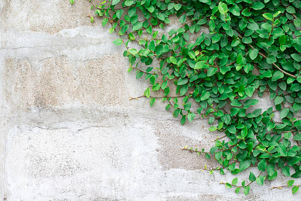 istock Green Creeper Plant on white wall 508386550