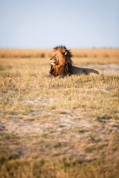 istock Large male lion 508386626