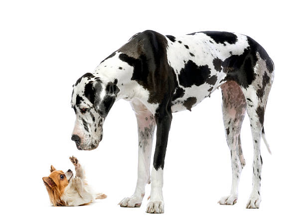 Great Dane looking at a Chihuahua Great Dane looking at a Chihuahua in front of a white background dane county photos stock pictures, royalty-free photos & images