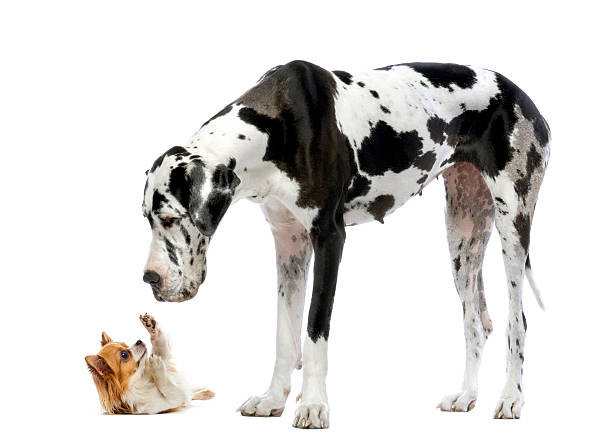 Great Dane looking at a Chihuahua Great Dane looking at a Chihuahua in front of a white background huge black dog stock pictures, royalty-free photos & images