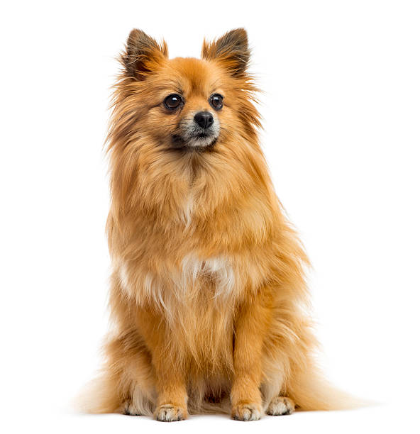 istock Chihuahua in front of a white background 508386892
