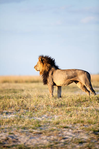 istock Large male lion 508387520