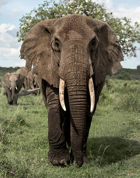 istock Elephant facing, Serengeti, Tanzania 508388152