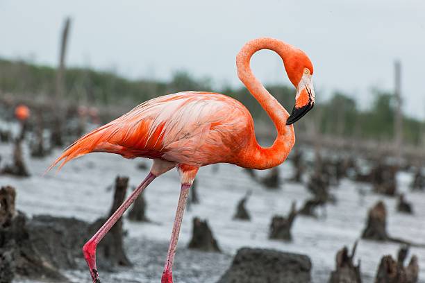 istock American Flamingo 508388540