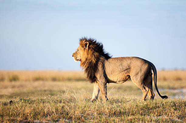 istock Large male lion 508388698