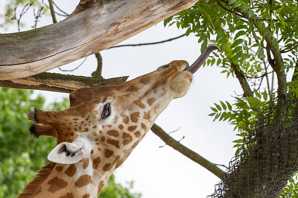 istock Giraffe with tongue to the leafs 508397883