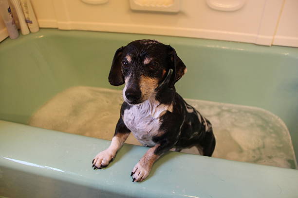 istock Little black dog in bathtub 508397999