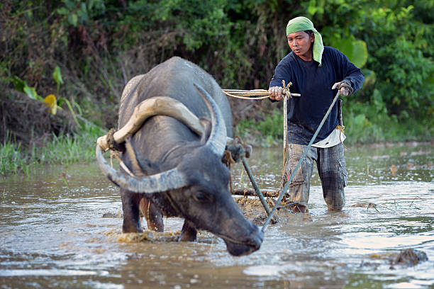 Plough with water buffalo, rice field Asia, heavy work in old tradition