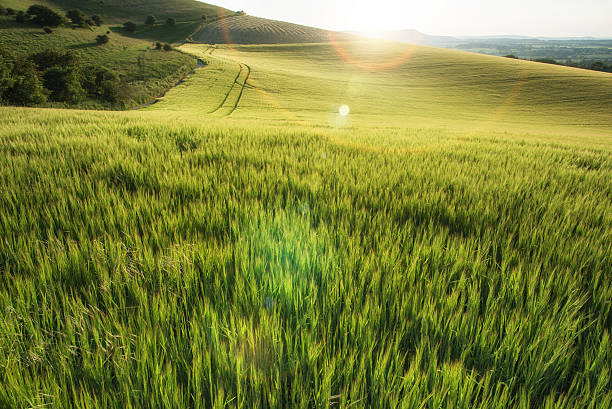 istock Beautiful landscape wheat field in bright Summer sunlight evenin 508399525
