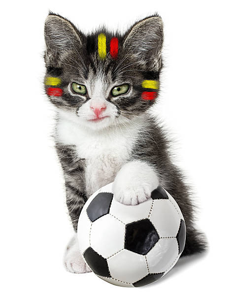 Resolute little kitten with a soccer ball