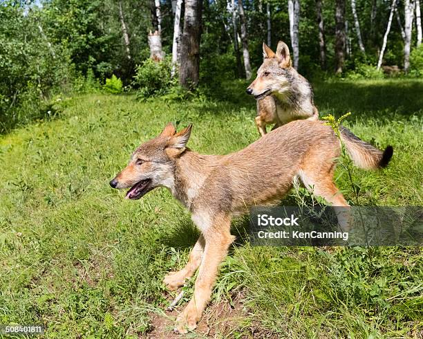 Wolf Cubs Stock Photo - Download Image Now - Summer, Wolf, Animal