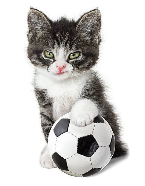 istock Kitten with a soccer ball 508402195