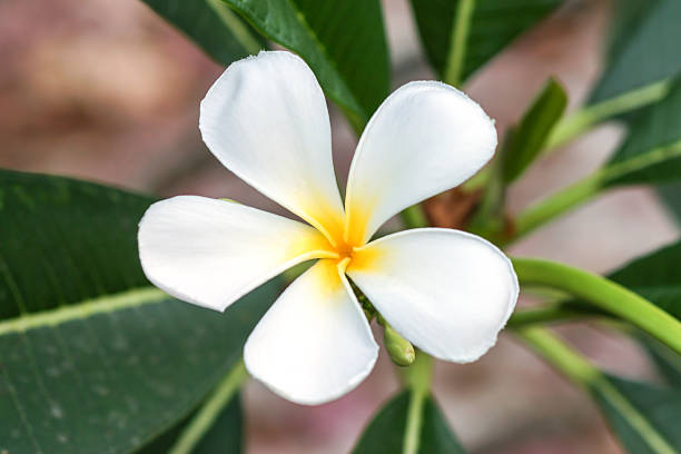 istock white and yellow frangipani flowers with leaves 508402643