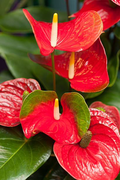 istock Flower of Anthurium 508403517