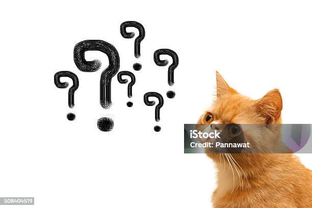 Thinking Cat With Questions Mark Above Stock Photo - Download Image Now - Animal, Backgrounds, Business