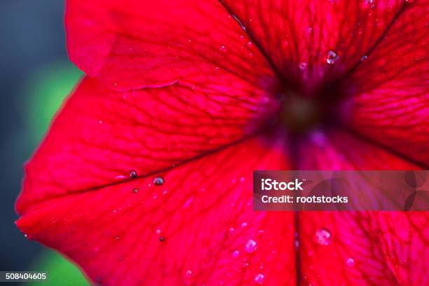 Closeup Of The Petunia Flower Stock Photo - Download Image Now - Abstract, Agricultural Field, Blossom