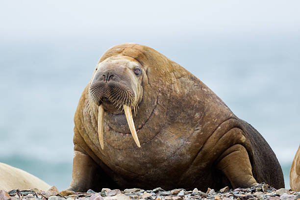 Walrus on Beach Walrus hauled out on beach  Svalbard , Norway walrus photos stock pictures, royalty-free photos & images
