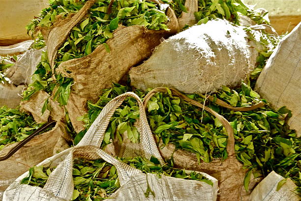 ilha maurice- plantação de thé, thé, industrie, boisson - industrie imagens e fotografias de stock