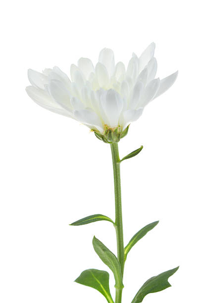 istock Beautiful chrysanthemum isolated 508407078