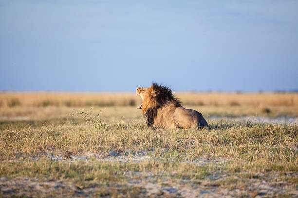 istock Male lion in the savanna 508407642