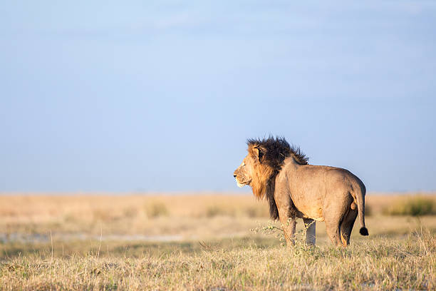 istock Male lion in the savanna 508407890