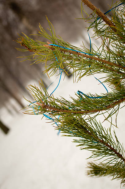 istock Fir branch outside in winter 508407918