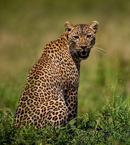 istock Leopard sitting, Serengeti, Tanzania 508408236