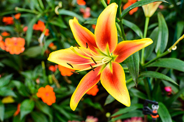 istock orange and yellow Asiatic Lily flowers blooming 508409030