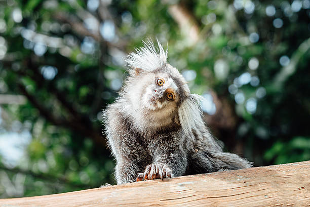 istock wild brazilian marmoset monkey looking into camera 508409282