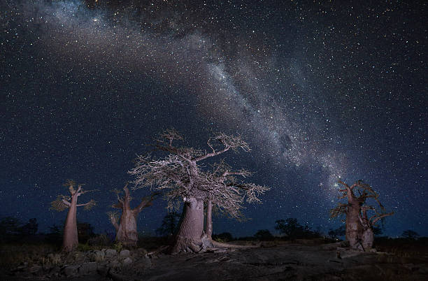Stars over baobabs stock photo