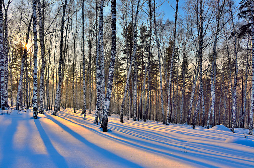 Beautiful golden sunset in the winter birches forest