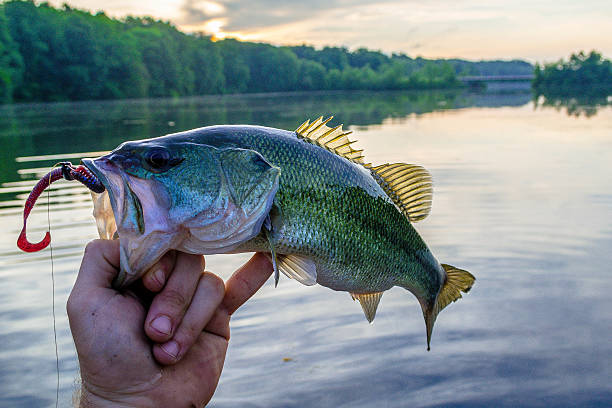 istock Bass with rising sun 508409740