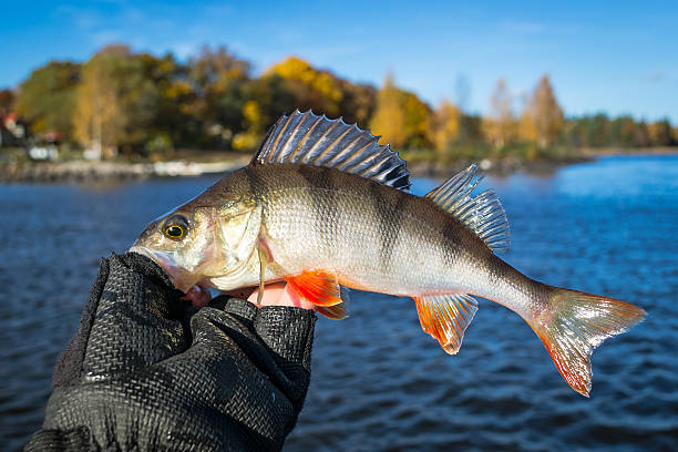 istock Autumn perch in angler hand 508410224