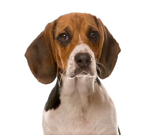istock Clos-up of a Beagle in front of a white background 508410638