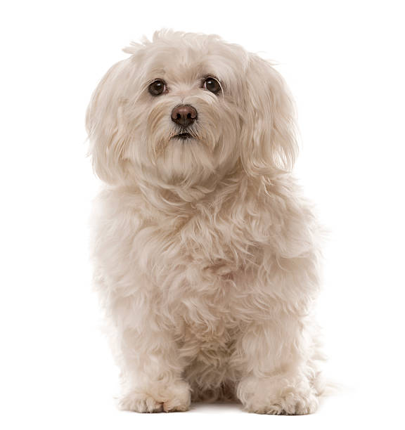istock Havanese sitting in front of a white background 508410746