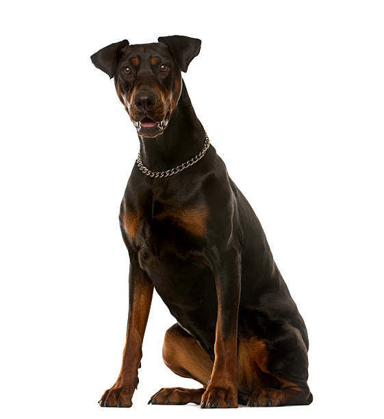 istock Doberman sitting in front of a white background 508410960