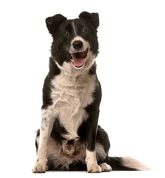 istock Crossbreed dog sitting in front of a white background 508411266