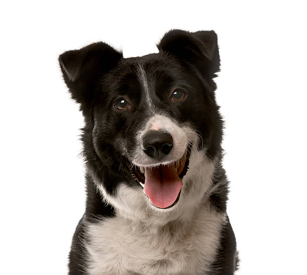 istock Close-up of a Crossbreed dog 508411318