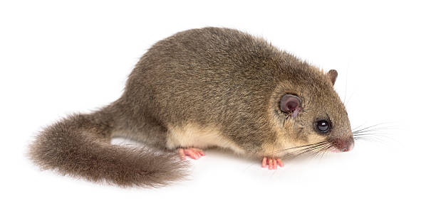 istock Edible dormouse in front of a white background 508411378