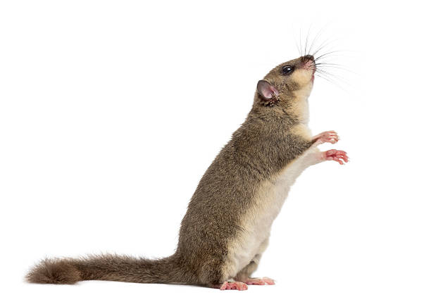 Edible dormouse in front of a white background