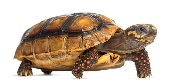 istock Red-footed tortoises (2 years old), Chelonoidis carbonaria, 508412386