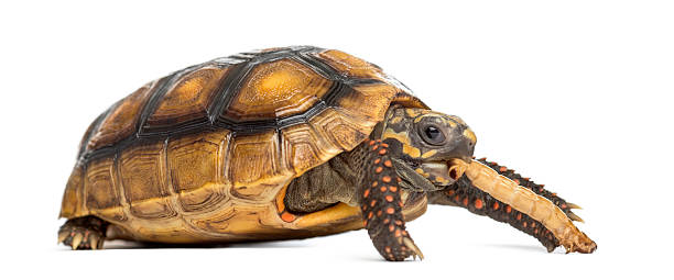 istock Red-footed tortoises (2 years old), Chelonoidis carbonaria, eating a worm 508412608