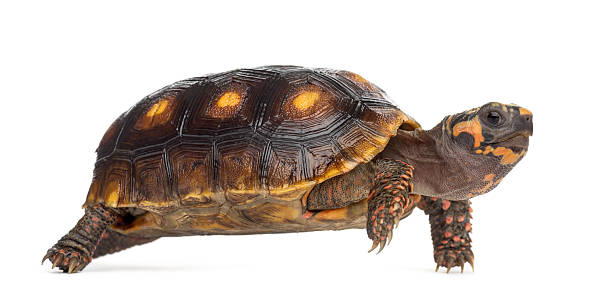 istock Red-footed tortoises (1, 5 years old), Chelonoidis carbonaria, 508412680