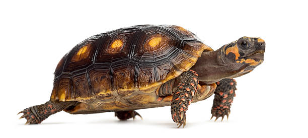 istock Red-footed tortoises (1, 5 years old), Chelonoidis carbonaria, 508412744