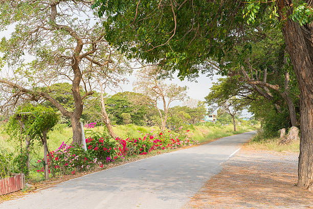 istock Country Road Covered by Trees, Singburi Thailand 508412872