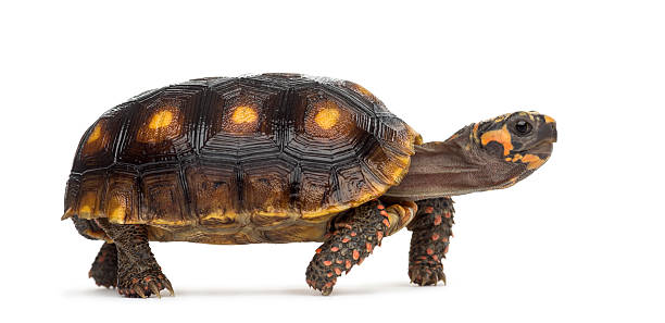 Red-footed tortoises (1, 5 years old), Chelonoidis carbonaria,